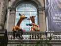 Giraffes at a museum